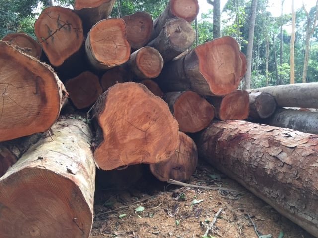 Buy hardwood timber logs from Rosohan Hardwoods NA LLC