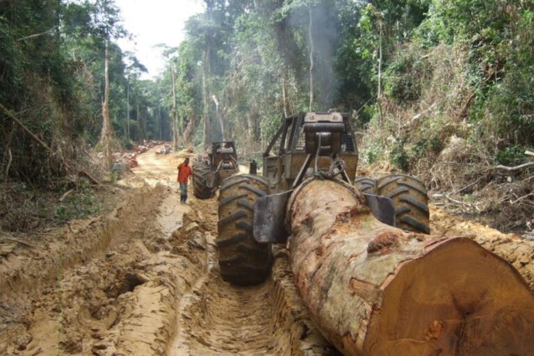 Forestry company under fire for illegal timber harvest in DR Congo